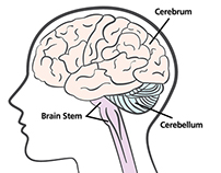 Brain Illustrations