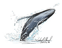 Watercolour humpback whales