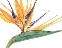 Strelitzia reginae. Botanical illustration
