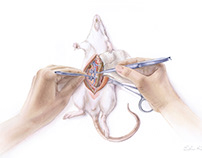 Rat microsurgery, watercolor