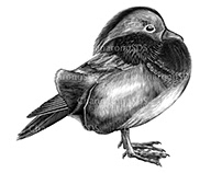 Rooster and Mandarin duck vintage illustration