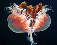 Jellyfish Madness