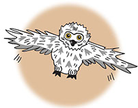 The Tale Of The Little Owl