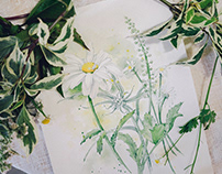 Watercolor daisies. Sketch for a photoproject