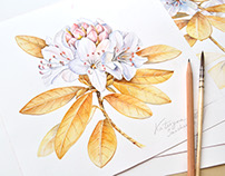 Floral patterns and illustrations for Royal Insignia