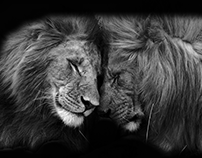Lion Portraits