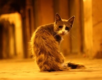 Street Cats of Morocco 2010