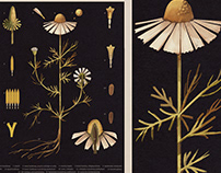 Botanical Plate, Chamomile- Scientific Illustration