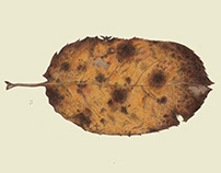 Autumn leafs 2020