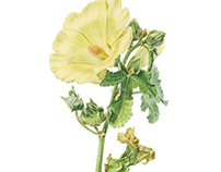 Alcea rugosa. Botanical illustration