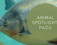 Reid Park Zoo Animal Spotlight: Pacu