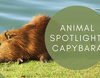 Animal Spotlight: Capybara