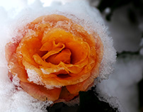 The last rose in the snow...
