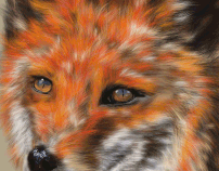 The Red Fox In PS