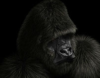 Digital Gorilla Illustration