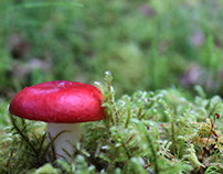 Mushroom in Alaska