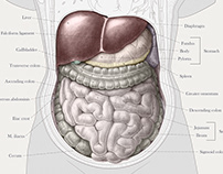Organs of the Human Abdomen