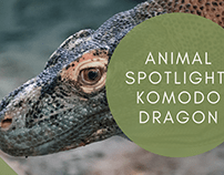 Animal Spotlight: Komodo Dragon