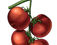 Tomato twig illustration vintage style