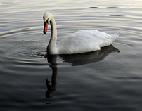 Swan Lake by Keith Meatheringham