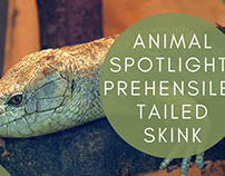 Animal Spotlight: Prehensile-Tailed Skink