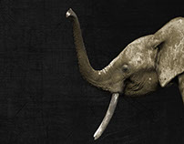 WWF Deutschland: Krieg im Elefantenwald