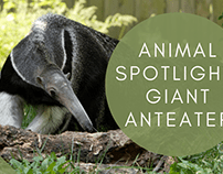 Animal Spotlight: Giant Anteater