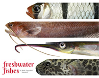 Freshwater Fishes of Bukit Tigapuluh