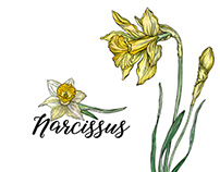 Bright vector spring flower-Narcissus.