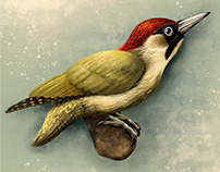 Green woodpecker -Žluna zelená