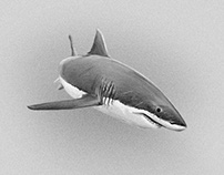 White Shark Illustration