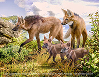 One Earth Project - Lobo Guará (Maned Wolf)