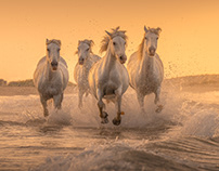 The White Angels of Camargue