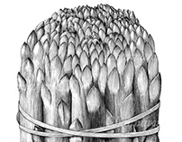 Asparagus drawing vintage style