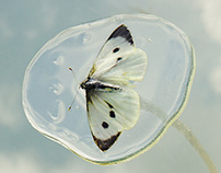 Fly Fly Butterfly II