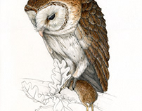 Midnight Feast - Barn owl