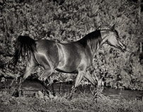 Arabian Horses 2015