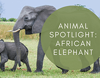 Animal Spotlight: African Elephant