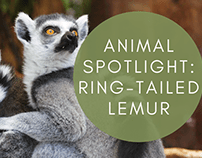 Animal Spotlight: Ring-Tailed Lemur