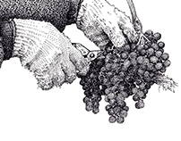 Vine & Wine Themed Illustrations