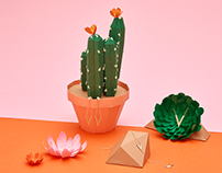 Galeiras — Cactus