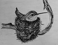 Bird Drawings