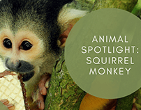 Animal Spotlight: Squirrel Monkey