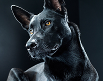 Black Dog : Bagheera