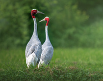 The Romance of the Sarus Cranes : The Lifetime Love