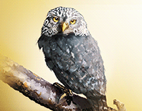 Peruvian Owl | DIGITAL ILUSTRATION.