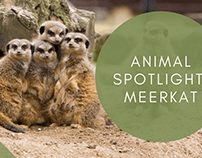 Animal Spotlight: Meerkat