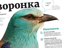 European Roller in Belarus — information poster