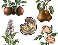 Botanical illustration for perfume