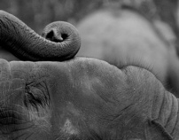Elephants close up